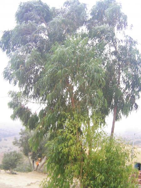 l'arbre  de la famille.
