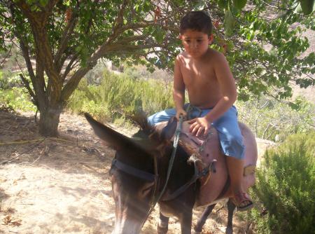 nabil  sur  son ane.