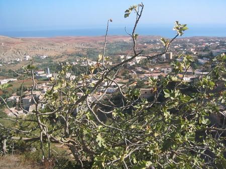 les figuiers    de tamsamane. 
